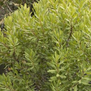 Northern Bayberry #2 and #3/#5 - Image 1