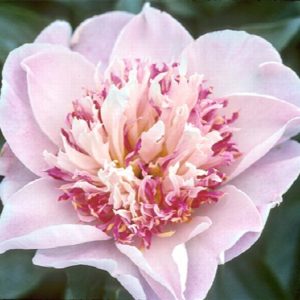 Peony - Do Tell #3 - Image 1