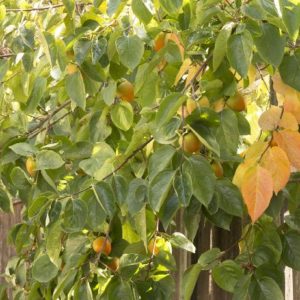 Persimmon #5 - Image 1