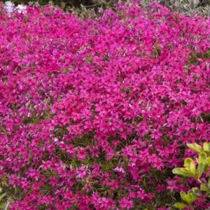 Creeping Phlox - Pink quart - Image 1