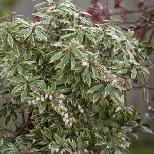 Pieris Japonica (Various Sizes) - Image 1