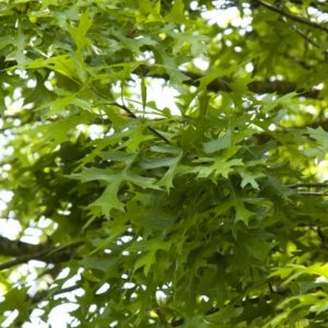 Pin Oak B&B 2" - Image 1