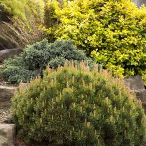 Mugho Pine (Various Sizes) - Image 1