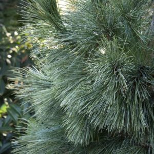 Pine - Silver Whispers (Various Sizes) - Image 1