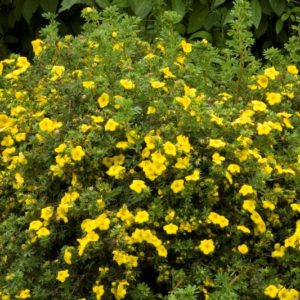 Potentilla Dakota Sun Spot #2 - Image 1