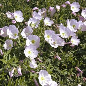 Primrose #1 - Image 1