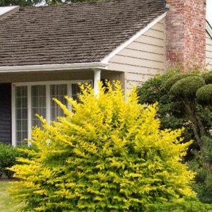 Privet - Golden Vicary #5 - Image 1