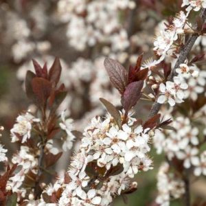 Prunus Cistena (Various Sizes) - Image 1