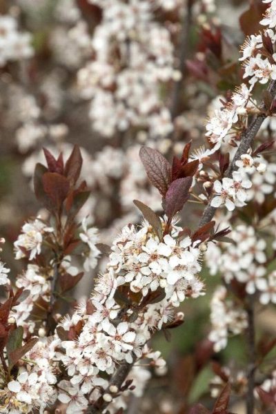 prunus cistena