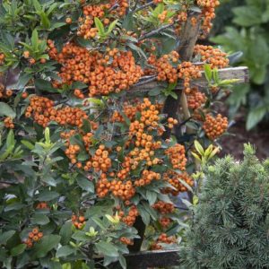 Pyracantha - Trellis #5 - Image 1