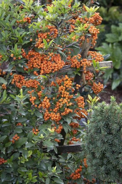 pyracantha yukon belle