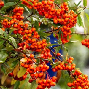 Pyracantha - Yukon Belle #5 - Image 1