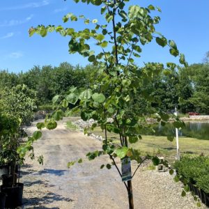 Redbud - Eastern Single Stem (Various Sizes) - Image 1