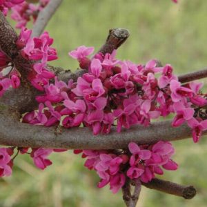 Redbud - Merlot #10 - Image 1