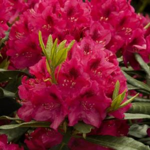 Rhododendron - Nova Zembla (Various Sizes) - Image 1