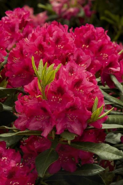rhododendron nova