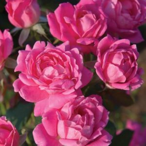 Rose - Double Knockout, Pink (Various Sizes) - Image 1