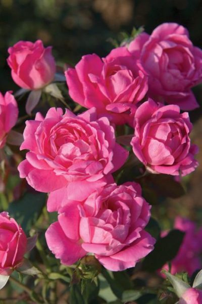 rose double knock out pink