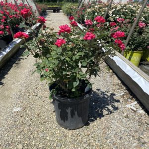 Rose - Double Knockout, Red (Various Sizes) - Image 1