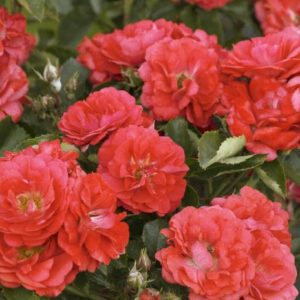 Rose - Coral Drift #2 - Image 1