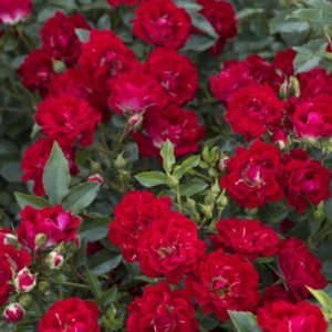 Rose - Red Drift #2 - Image 1