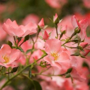 Rose - Coral Flower Carpet #2 - Image 1