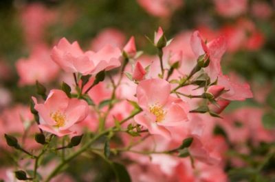 rose flower carpet coral