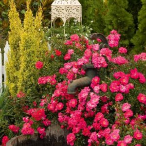 Rose - Supreme Pink Flower Carpet #2 - Image 1