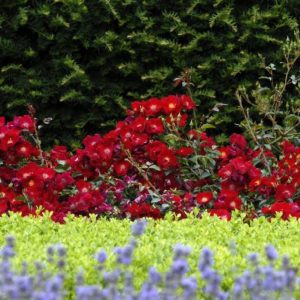 Rose - Red Flower Carpet #2 - Image 1