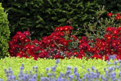 rose flower carpet red