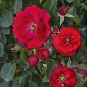 Rose - Scarlet Flower Carpet #2 - Image 1