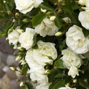 Rose - White Flower Carpet #2 - Image 1