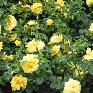 Rose - Yellow Flower Carpet #2 - Image 1