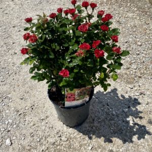 Rose - Knockout, Petite #2 - Image 1