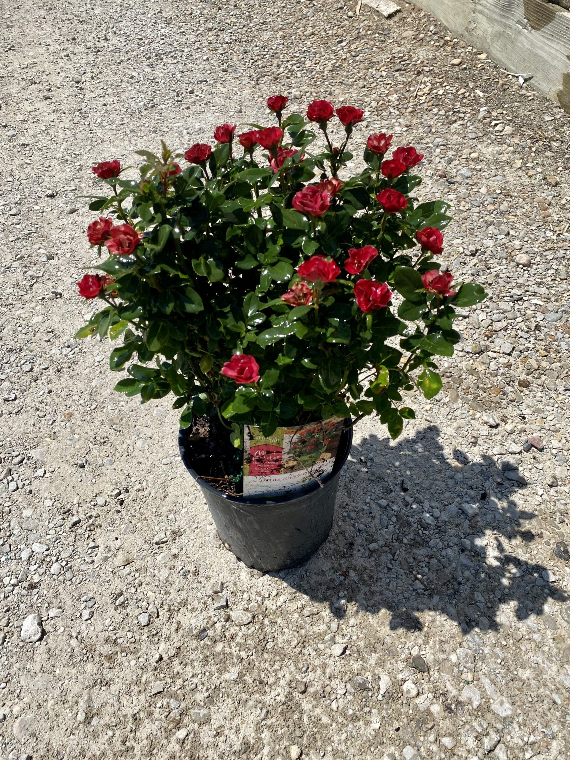 Rose Knockout, Petite 2 Jerry's Landscape Nursery