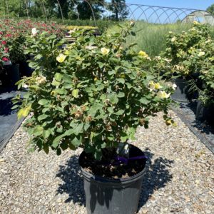 Rose - Knockout, Sunny Yellow (Various Sizes) - Image 1