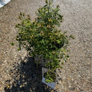 Rose - Lemon Drift #2 - Image 1