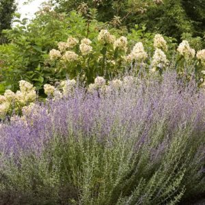 Russian Sage - Little Spire #1 - Image 1