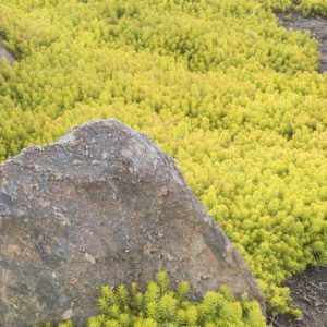 Sedum - Angelina Flat - Image 1