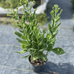 Sedum - Autumn Fire #1 - Image 1