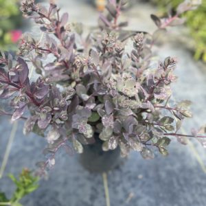 Sedum - Dazzleberry #1 - Image 1