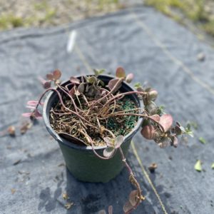 Sedum - Quart - Image 1