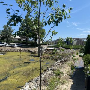 Serviceberry - Autumn Brilliance (Various Sizes) - Image 1