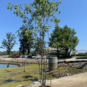 Serviceberry - Autumn Brilliance Clump (Various Sizes) - Image 1