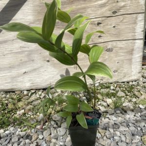 Solomon's Seal - Variegated Quart - Image 1