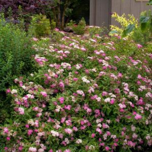Spirea - Anthony Waterer #5 - Image 1