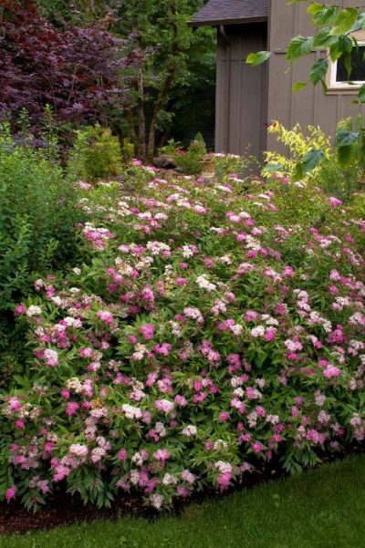 spirea anthony waterer