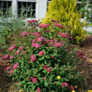 Spirea - Double Play Doozie #3 - Image 1