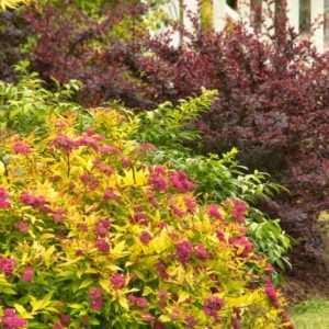 Spirea - Goldflame (Various Sizes) - Image 1