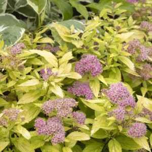 Spirea - Jap Double Play Red #3 - Image 1